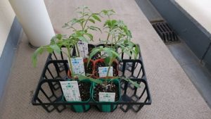 トマトの苗 3種ｘ2本