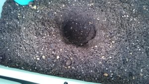 苗を植える穴を掘る
